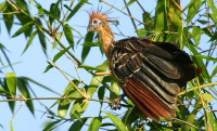 Reserve Naturelle des Marais de Kaw